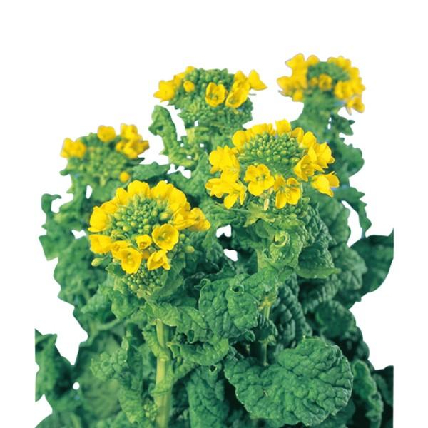 花の種（営利用）ハナナ 黒川ちりめん（サカタのタネ 種苗採種）1dl サカタのタネ 種苗（メール便発...