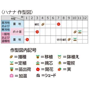 花の種(営利用)ハナナ 黒川ちりめん(サカタの...の詳細画像1