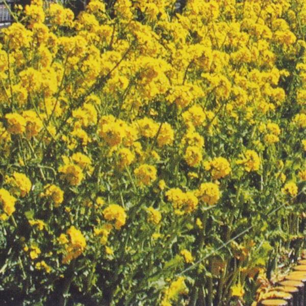 花の種（営利用）ハナナ 金木花菜（かねきはなな）1dl サカタのタネ 種苗（メール便発送）