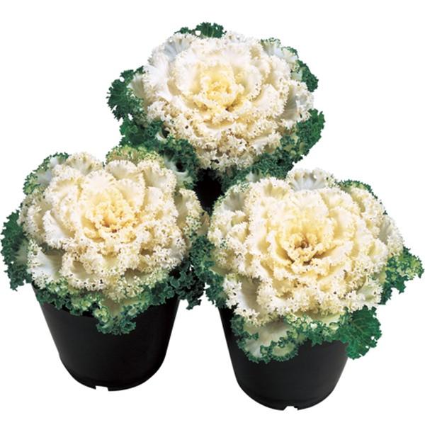 花の種（営利用）葉牡丹　ハボタン ドレスシリーズ　スノー  フィルムコート1000粒　サカタのタネ ...