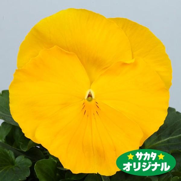 花の種（営利用）パンジー 三色スミレ パシオ(R) クリアイエロー 1000粒 プライマックス種子 ...