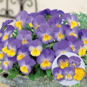パンジーモルフォ 花 ガーデニング の商品一覧 通販 Yahoo ショッピング