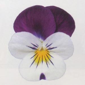 花の種 花種類 パンジー ビオラ 種 種子 花 ガーデニング 通販 Yahoo ショッピング