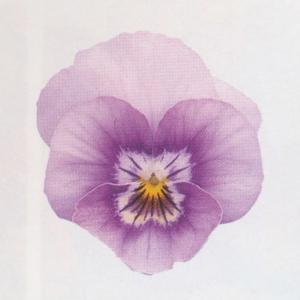 ビオラ ピンク の 種の商品一覧 通販 Yahoo ショッピング