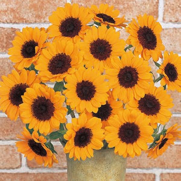 花の種（営利用）ヒマワリ ビンセント（2型）オレンジ 1000粒 フィルムコート種子 サカタのタネ ...