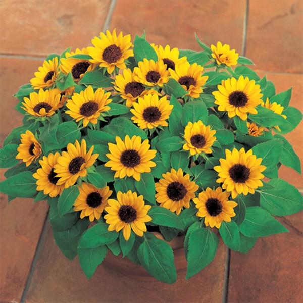 花の種（営利用）ヒマワリ 小夏 1000粒 フィルムコート種子 サカタのタネ 種苗（メール便発送）(...