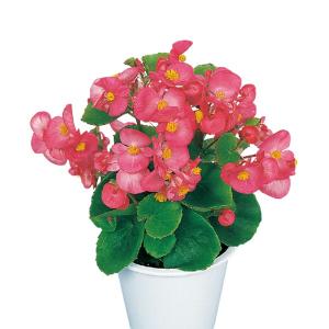 インカ、6キロ、種芋 ジャガイモ　春植え　家庭菜園などに 令和8年入荷予定なし】野菜・種/苗［春植えジャガイモ種芋］インカの