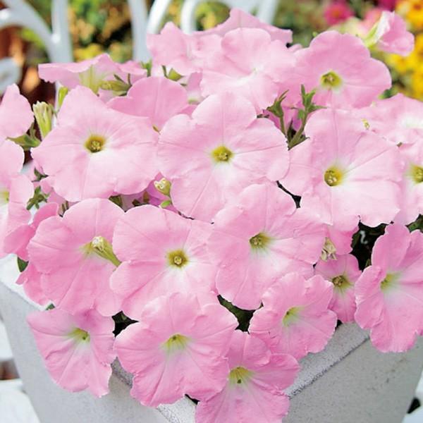 花の種（営利用）ペチュニア エコチュニア(R) ラベンダーピンク 1000粒 ペレット種子 サカタの...