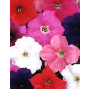 花の種（営利用）ペチュニア バカラ 特選混合 0.5ml サカタのタネ 種苗（メール便発送）