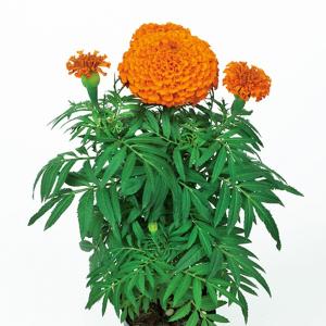 マリーゴールド 苗 オレンジ 花 ガーデニング の商品一覧 通販 Yahoo ショッピング
