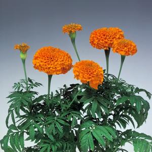 マリーゴールド 苗 オレンジ 花 ガーデニング の商品一覧 通販 Yahoo ショッピング