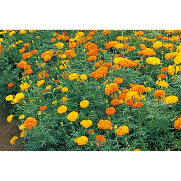花の種（営利用）マリーゴールド アフリカントール 1l サカタのタネ 種苗