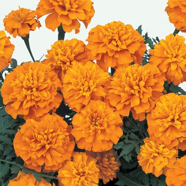 花の種（営利用）マリーゴールド マーチ オレンジ 1dl サカタのタネ 種苗（メール便発送）