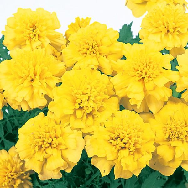 花の種（営利用）マリーゴールド マーチ イエロー 1dl サカタのタネ 種苗（メール便発送）【10月...