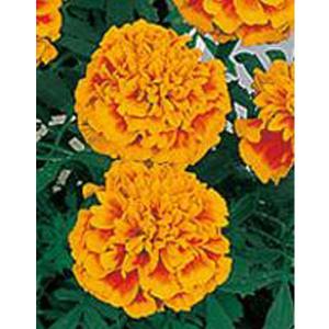花の種 実咲花9651 マリーゴールド ホワイトゴールド マックス