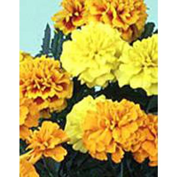 花の種（営利用）マリーゴールド マーチ 特選混合 1dl サカタのタネ 種苗（メール便発送）