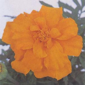 マリーゴールド 苗 オレンジ 花 ガーデニング の商品一覧 通販 Yahoo ショッピング