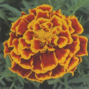 花の種（営利用）マリーゴールド サファリ レッド 1000粒 クリーン