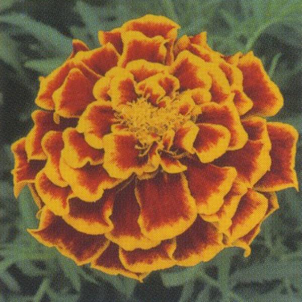 花の種（営利用）マリーゴールド デュランゴ ビー 1000粒 クリーンシード サカタのタネ 種苗（メ...