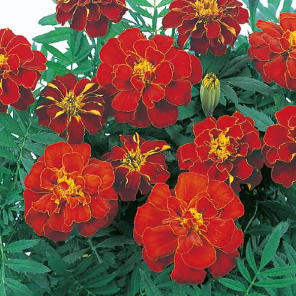 花の種（営利用）マリーゴールド サファリ レッド 1000粒 クリーンシード サカタのタネ 種苗（メ...