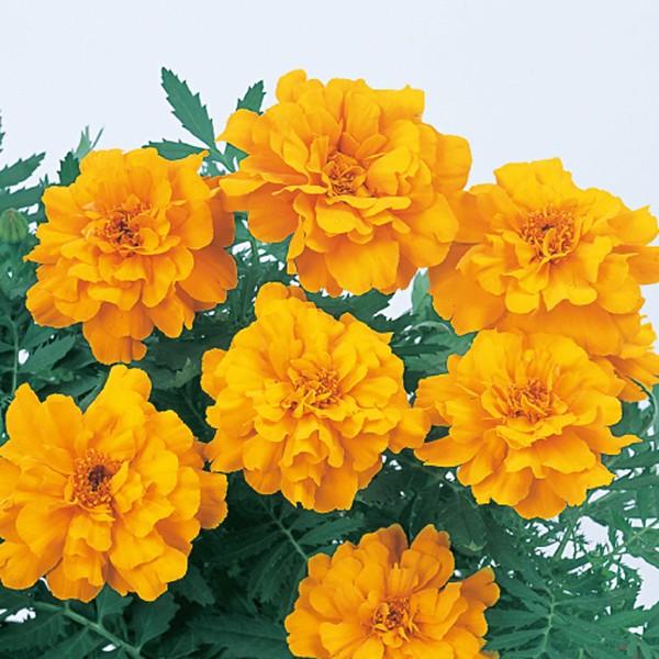 花の種（営利用）マリーゴールド サファリ オレンジ 1000粒 クリーンシード サカタのタネ 種苗（...