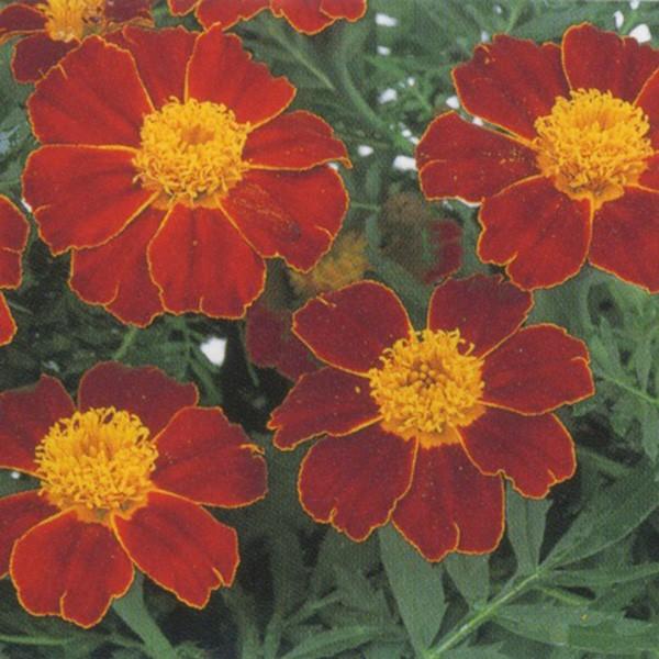 花の種（営利用）マリーゴールド ディスコ レッド 1000粒 クリーンシード サカタのタネ 種苗（メ...