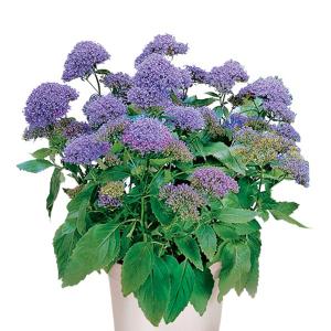 ユウギリソウ 種の商品一覧 通販 Yahoo ショッピング