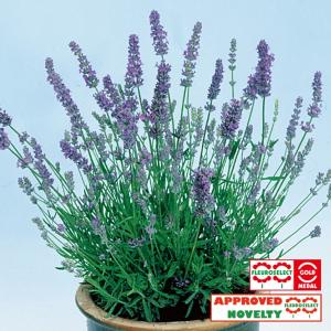 花の種 花種類 ラベンダー 種 種子 花 ガーデニング 通販 Yahoo ショッピング