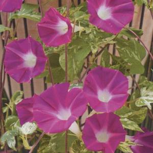 朝顔の種のランキングtop100 人気売れ筋ランキング Yahoo ショッピング