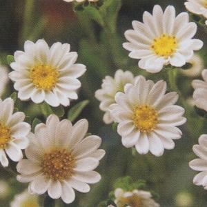 花の種 宿根 かすみ草［八重咲き］ 0.2ml（メール便発送