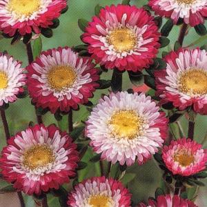 大輪アスター 花の種 の商品一覧 種 種子 花 ガーデニング 通販 Yahoo ショッピング