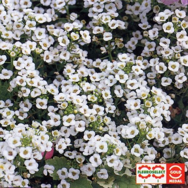 花の種（営利用）アリッサム スノークリスタル 10ml×10 タキイ種苗