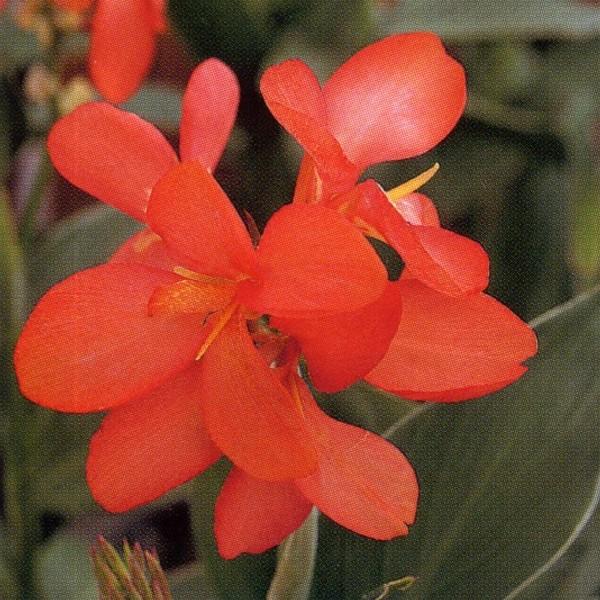 花の種（営利用）カンナ トロピカル コーラル 1dl×10 タキイ種苗
