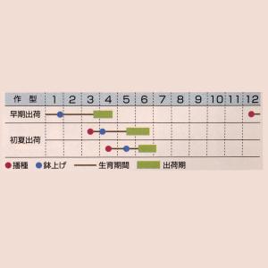 花の種(営利用)金蓮花 ジュエル 混合 1dl...の詳細画像1