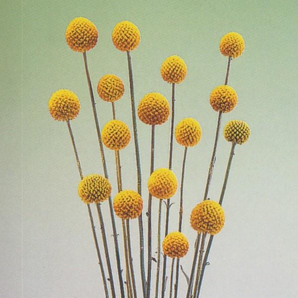花の種（営利用）クラスペディア グロボーサ ゴールドスティック 10ml タキイ種苗（メール便発送）