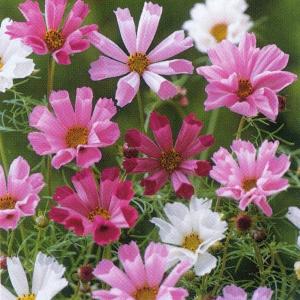 花の種（営利用）アサガオ 朝顔 暁の混合 1000粒 プライマックス種子
