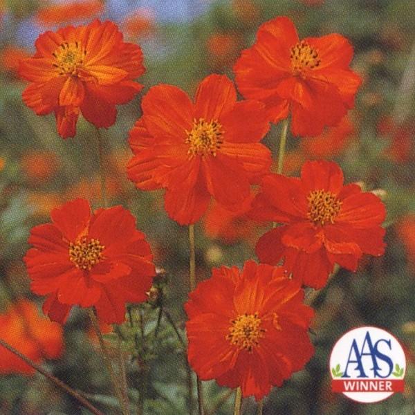 花の種（営利用）コスモス 矮性種 ディアボロ 1dl タキイ種苗（メール便発送）