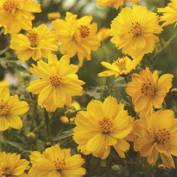 花の種（営利用）コスモス 矮性種 ドワーフ イエロー 1dl タキイ種苗（メール便発送）