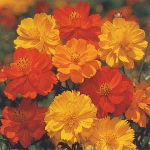 コスモス 矮性種 花 ガーデニング の商品一覧 通販 Yahoo ショッピング