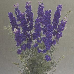 花の種(営利用)千鳥草 カンヌ ディープブルー ...の商品画像