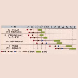 花の種(営利用)千鳥草 カンヌ ディープブルー...の詳細画像1