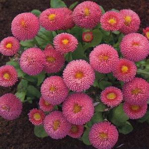 花の種 花種類 デージー 種 種子 花 ガーデニング 通販 Yahoo ショッピング