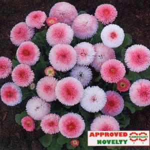 アンスリウム King of Spades (KOS) x Red Crystallinium【アロイド