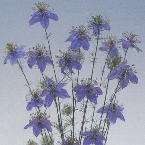 花の種（営利用）ニゲラ ブルー イスタンブール 10ml×10 タキイ種苗（メール便発送）｜vg-harada