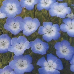 花の種（営利用）ネモフィラ インシグニス ブルー 10ml
