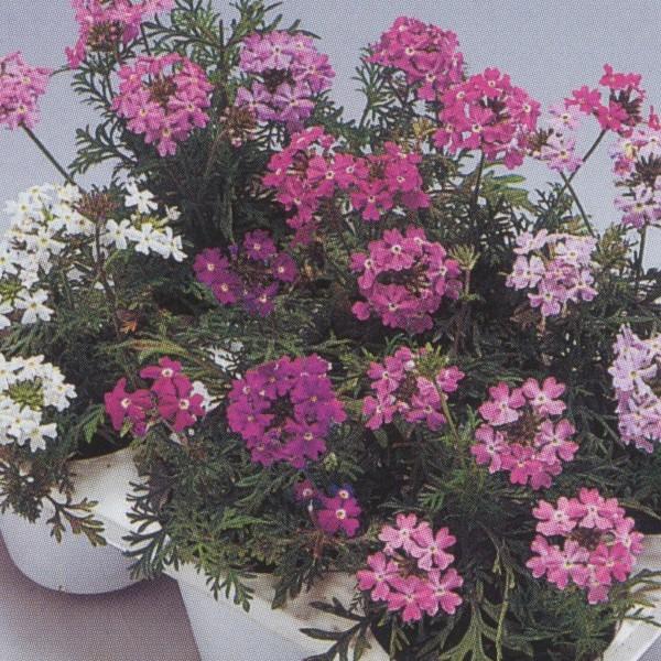 花の種（営利用）バーベナ ロングラン ミックス 10ml×10 タキイ種苗