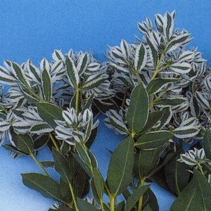 花の種（営利用）初雪草 氷河 1dl タキイ種苗（メール便発送）
