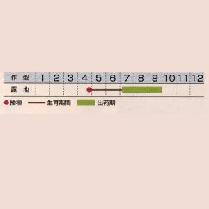 花の種(営利用)初雪草 氷河 1dl タキイ種...の詳細画像1