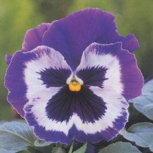 大輪パンジー紫の商品一覧 通販 Yahoo ショッピング