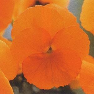 花の種（営利用）ウィンター パンジー F1ナチュレ系 F1ナチュレ トゥルーオレンジ 1000粒×10 タキイ種苗